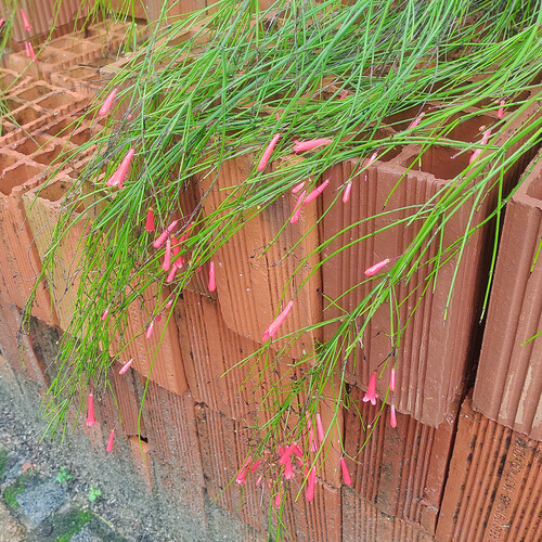 Firecracker plant