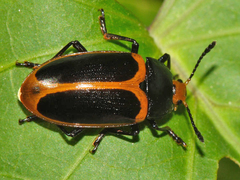Iphiclus haematocephalus