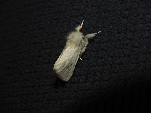 Brown-tail moth