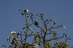 Brotogeris chiriri