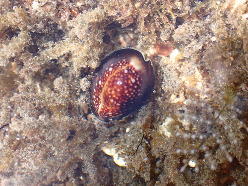 Cypraea caputserpentis observed 2026-06-14