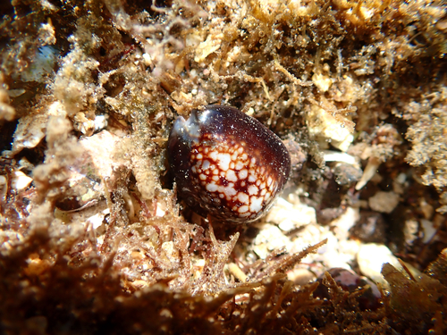 Cypraea caputserpentis observed 2026-06-14