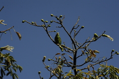 Brotogeris chiriri