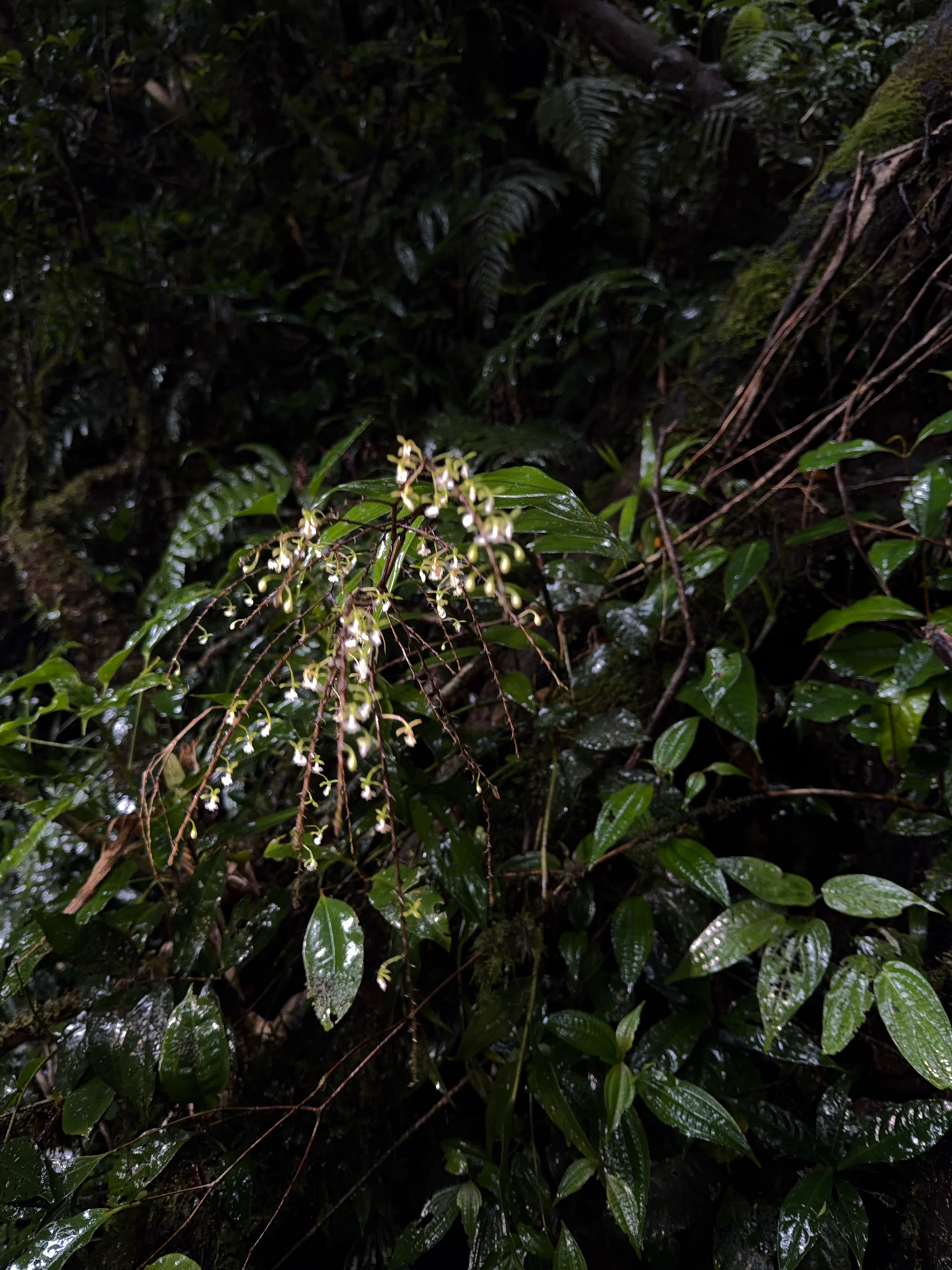 Epidendrum subnutans Ames & C.Schweinf.