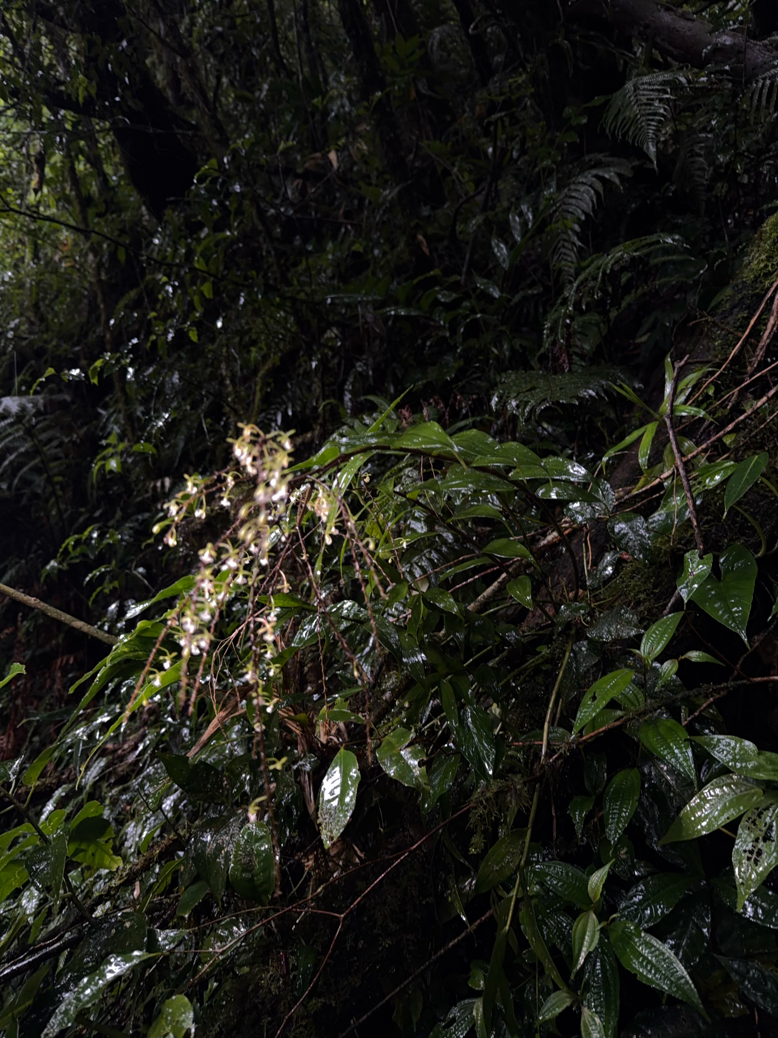 Epidendrum subnutans Ames & C.Schweinf. 2