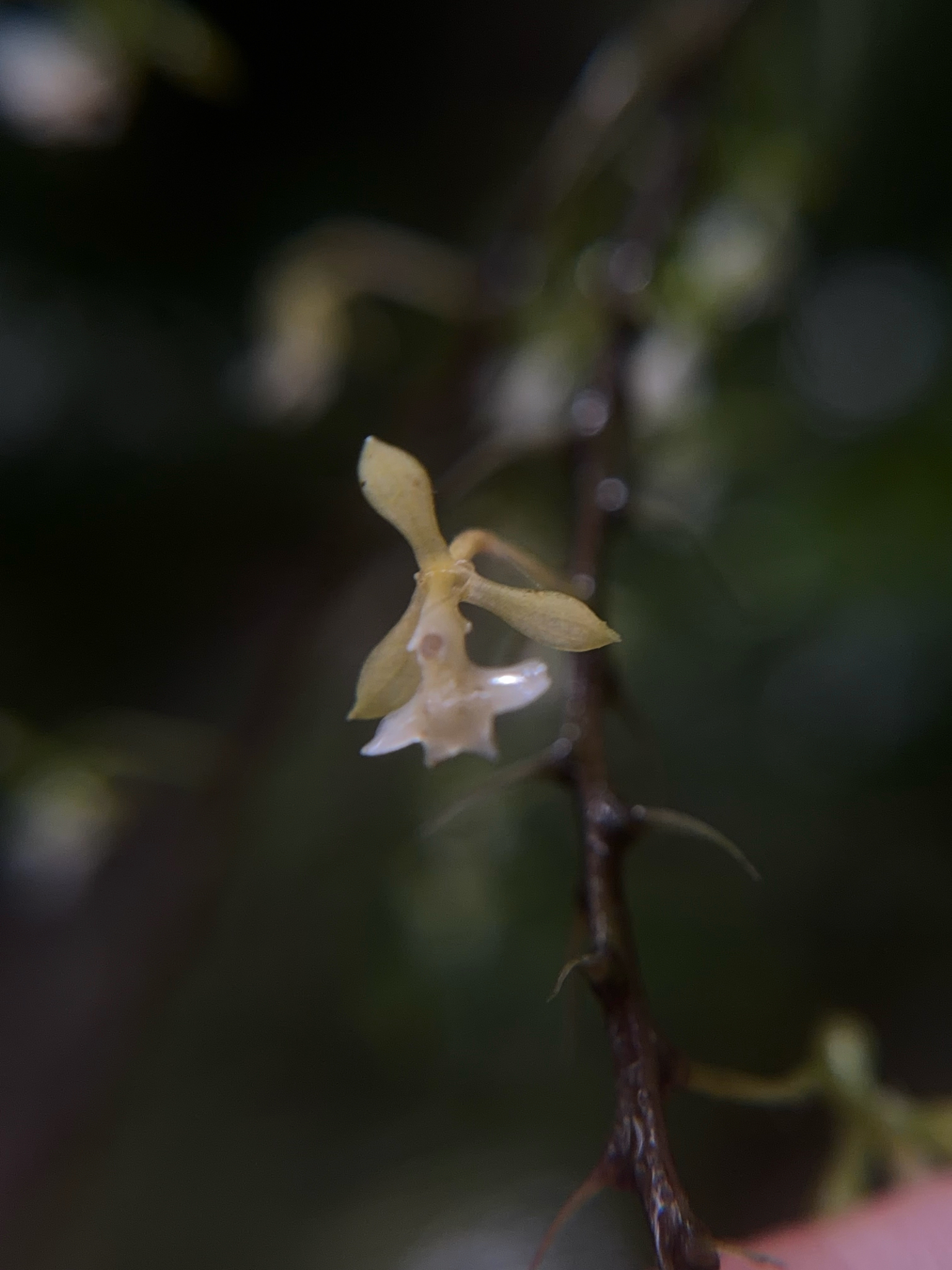 Epidendrum subnutans Ames & C.Schweinf. 3