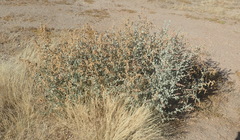 Manochlamys albicans