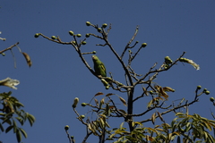 Brotogeris chiriri