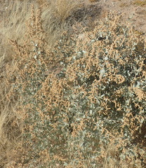 Manochlamys albicans