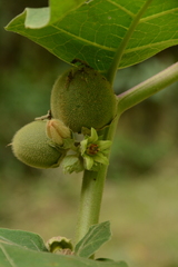 Solanum sessiliflorum, photograph (c) Siddarth Machado, some rights reserved (CC BY)