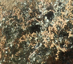 Manochlamys albicans