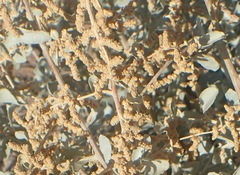 Manochlamys albicans