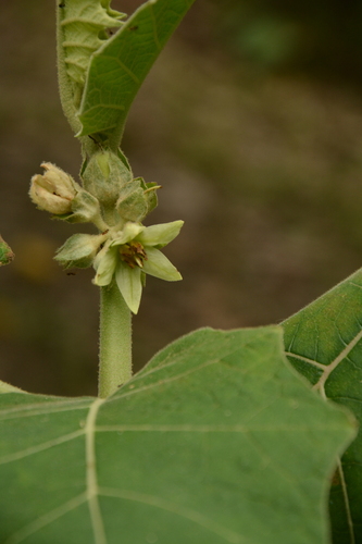 Solanum sessiliflorum, photograph 3