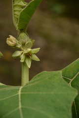Solanum sessiliflorum, photograph (c) Siddarth Machado, some rights reserved (CC BY)