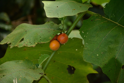 Solanum sessiliflorum, photograph 4