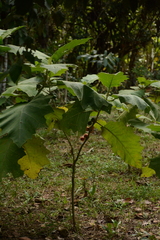 Solanum sessiliflorum, photograph (c) Siddarth Machado, some rights reserved (CC BY)