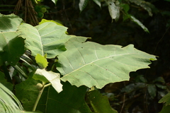 Solanum sessiliflorum, photograph (c) Siddarth Machado, some rights reserved (CC BY)