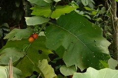Solanum sessiliflorum, photograph (c) Siddarth Machado, some rights reserved (CC BY)