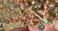 Manochlamys albicans