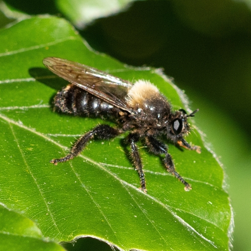 Laphria ephippium