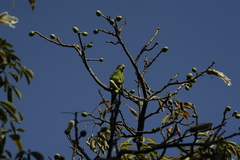 Brotogeris chiriri