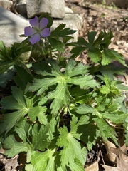 Geranium maculatum
