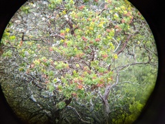 Arctostaphylos refugioensis