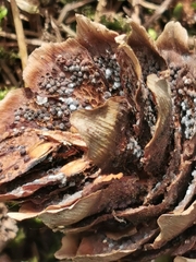 Pucciniastrum areolatum