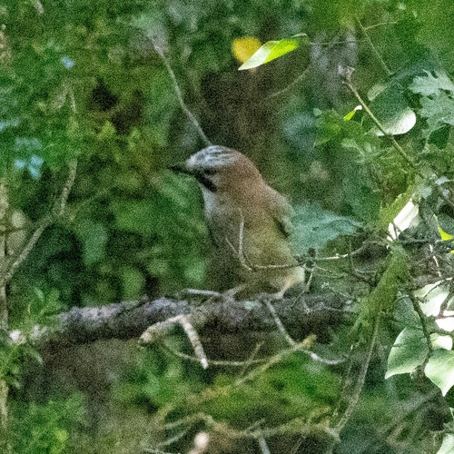 Eurasian Jay
