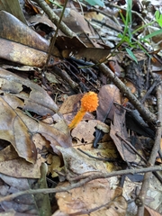 Agaricus trisulphuratus