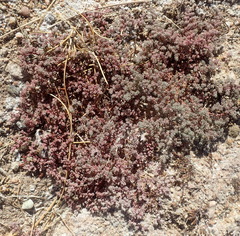 Frankenia pomonensis