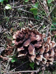 Pucciniastrum areolatum