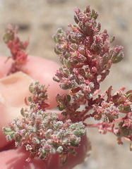 Frankenia pomonensis