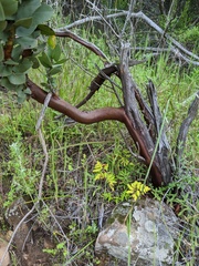 Arctostaphylos refugioensis