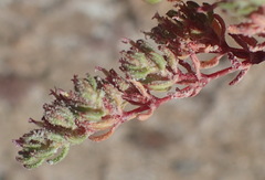 Frankenia pomonensis