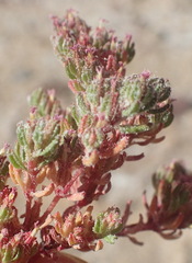 Frankenia pomonensis