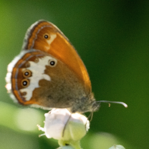 Pearly Heath