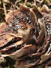 Pucciniastrum areolatum