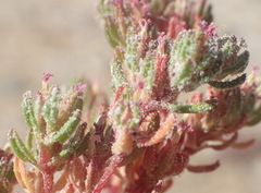 Frankenia pomonensis