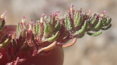 Frankenia pomonensis