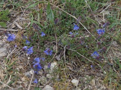 Veronica capsellicarpa