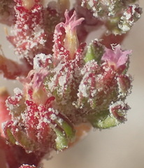 Frankenia pomonensis