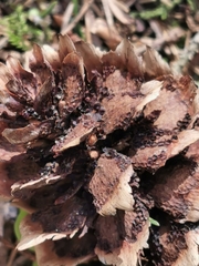 Pucciniastrum areolatum