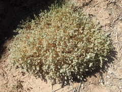 Frankenia pomonensis