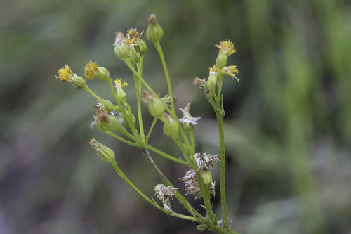 Senecio aronicoides observed 2026-05-07