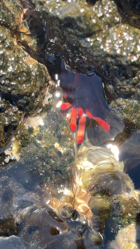Heterocentrotus mamillatus observed 2026-06-14