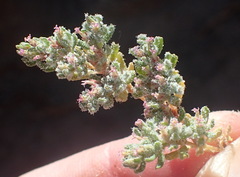 Frankenia pomonensis