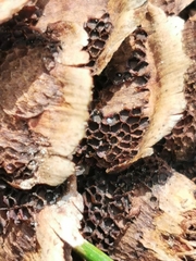 Pucciniastrum areolatum