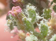 Frankenia pomonensis