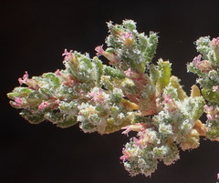 Frankenia pomonensis